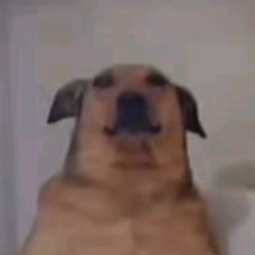 Grzesiu