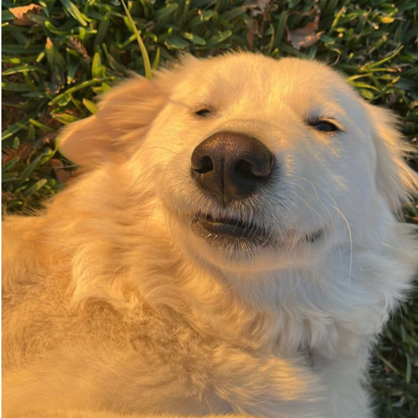 Leoś